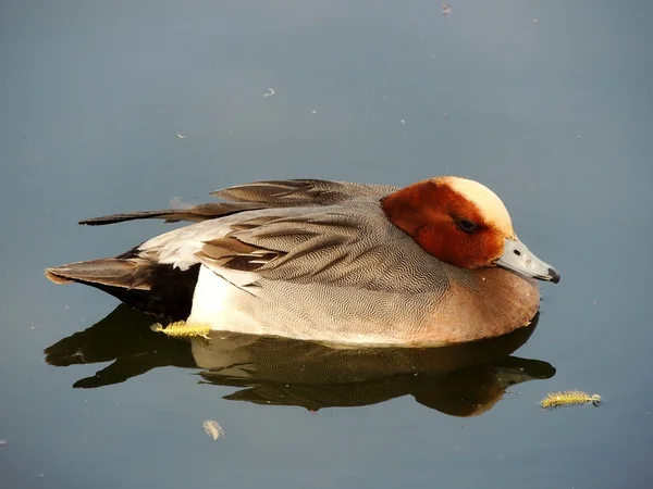 River duck — Stock Photo, Image