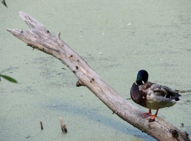 bir ağaç üzerinde ördek