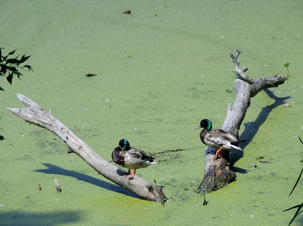 Duck on a tree — Stock Photo, Image