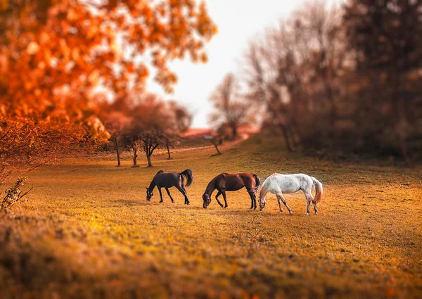 Pferde — Stockfoto