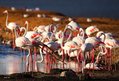 Flamingolar