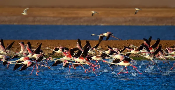 Flamingos — Stock fotografie