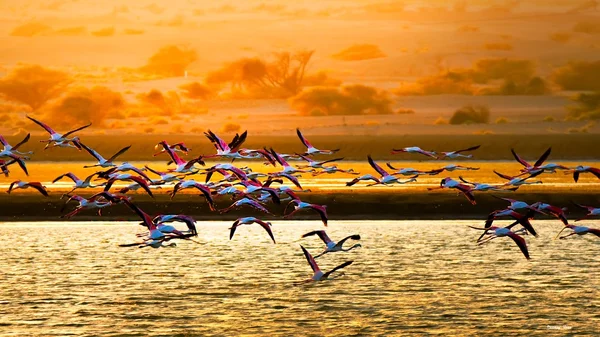 Flamingos — Stockfoto