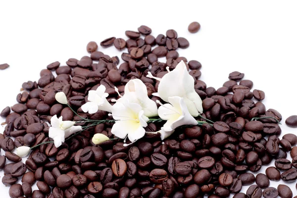 Coffee seed — Stock Photo, Image