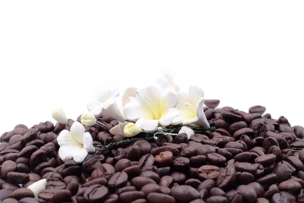 Koffie zaad — Stockfoto