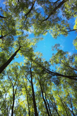 ağaçlar ve gökyüzü