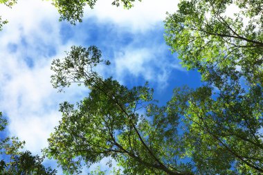 ağaçlar ve gökyüzü