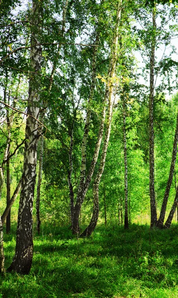 Bosque de verano — Foto de Stock
