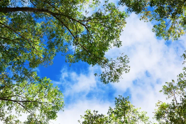 Trees and Sky