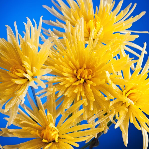 Yellow Flowers — Stock Photo, Image