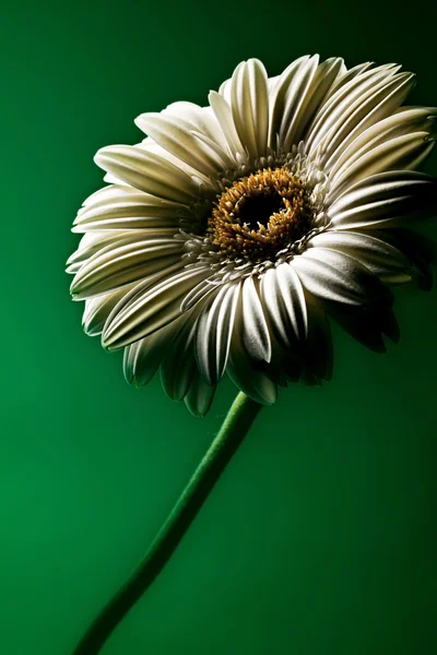 White Flower — Stock Photo, Image