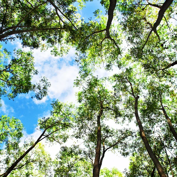 Árboles y cielo azul — Foto de Stock