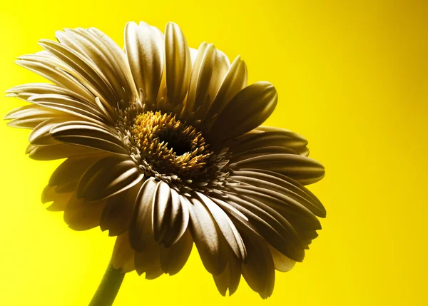 White Flower — Stock Photo, Image