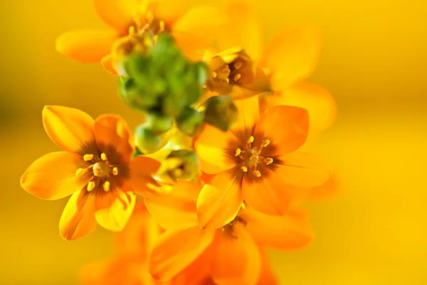 Orange Flowers — Stock Photo, Image