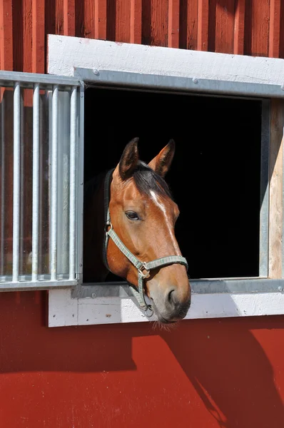 Koń w oknie — Zdjęcie stockowe