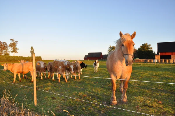 Horse and calves — Stock Photo, Image