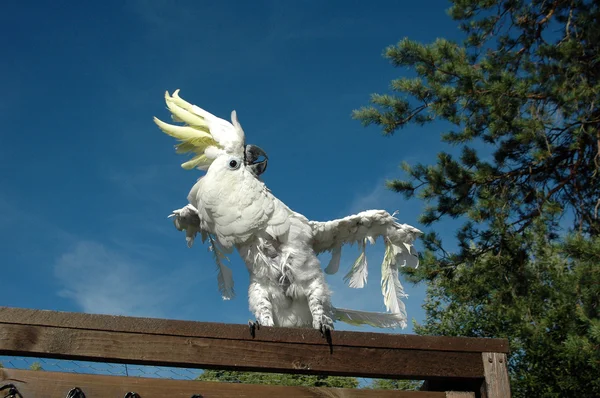 Cockatoo parrot dancing