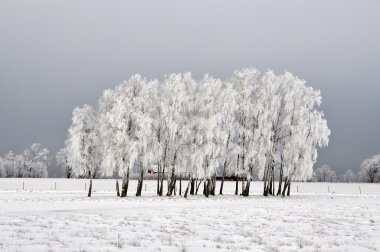 Kışın huş ağaçları