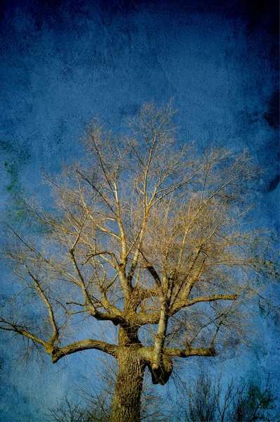 Árvore abstracta — Fotografia de Stock