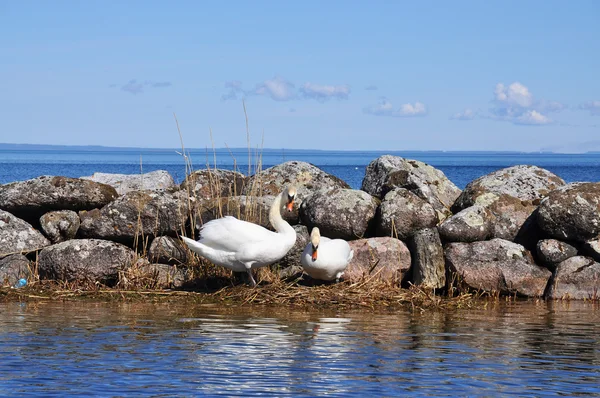 Swans nesting — Stock Photo, Image