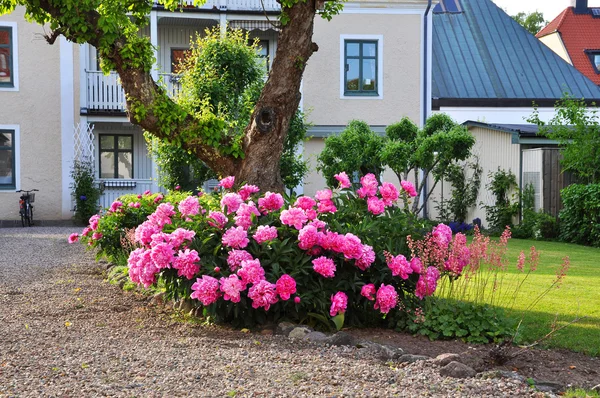 Rododendro giardino — Foto Stock