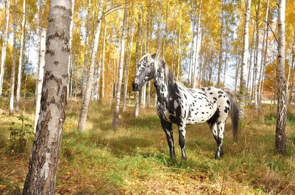 Horse with spots — Stock Photo, Image