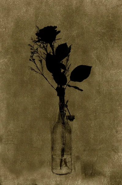 Silhouette Rose — Photo