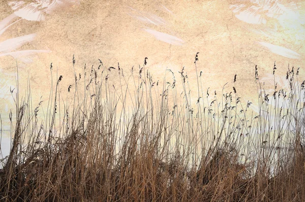 Reed pela água — Fotografia de Stock