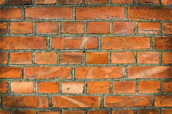 Starý brickwall — Stock fotografie