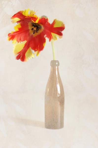 Tulip in beer bottle. — Stock Photo, Image