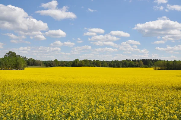 Rape field — Stock Photo, Image