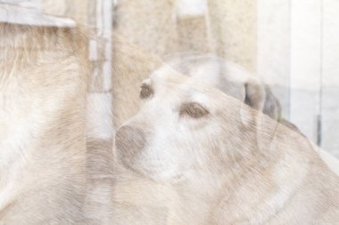 Eski Labrador 'un soyut yaratıcı portresi