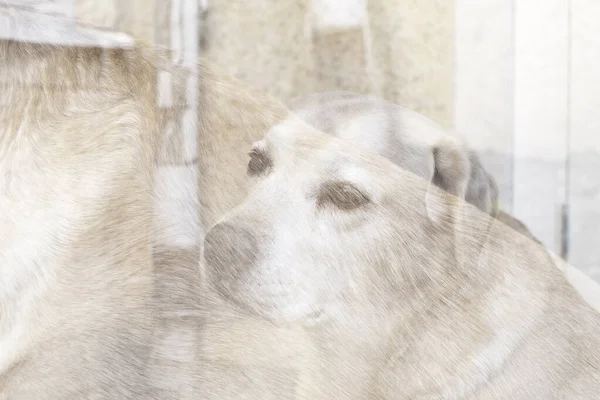 Eski Labrador 'un soyut yaratıcı portresi