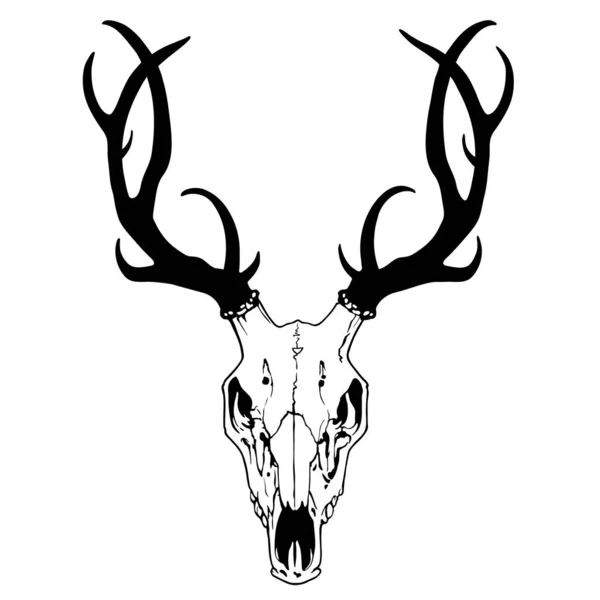 Drawing Deer Skull Antlers White Background — Stock Vector