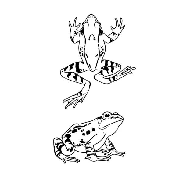 Simple Drawing Pair Spotted Frogs — Stock Vector