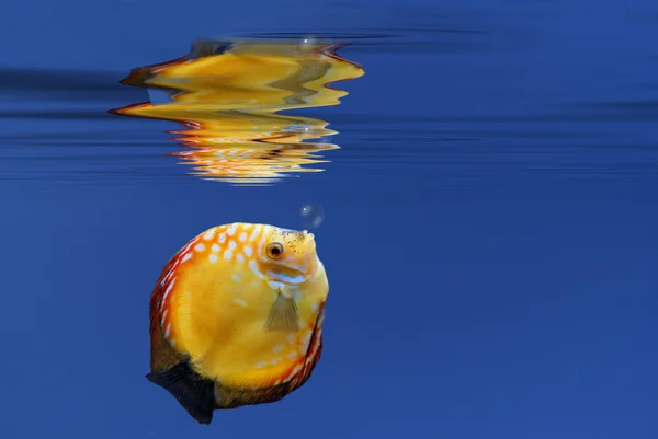 Bajo el agua — Foto de Stock