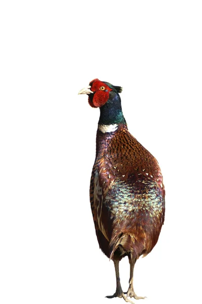 Pheasant — Stock Photo, Image