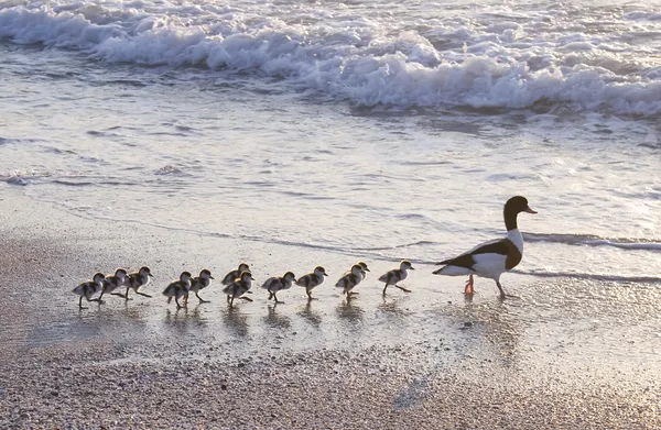 Kaczki na plaży — Zdjęcie stockowe