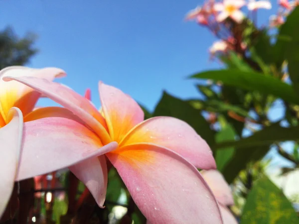 Pembe plumeria — Stok fotoğraf