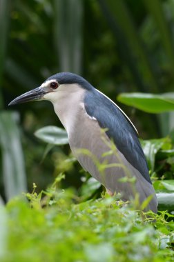 vahşi gece balıkçılı