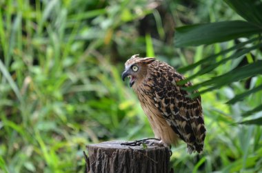 Malay balık baykuşu