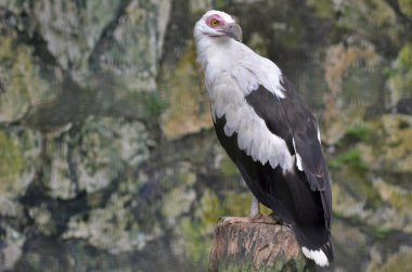 kartal