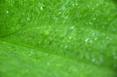 Vietnam pirinç noodle