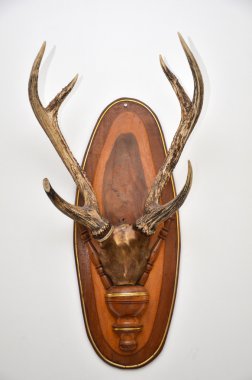 hayvan duvar başkanı