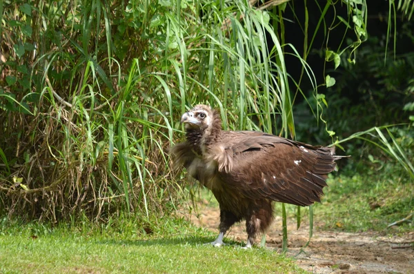 Falcon — Stock Photo, Image