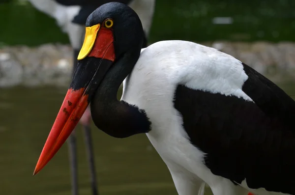 Sadel - fakturerade stork — Stockfoto