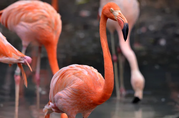 Flamants roses des Caraïbes — Photo