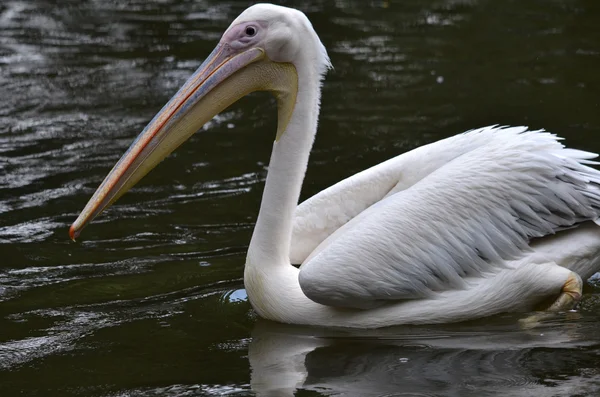 Roze pelikaan — Stockfoto