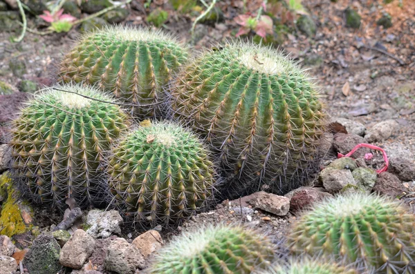 Gröna kaktus i naturen — Stockfoto