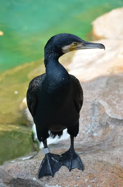 Cormorant — Stock fotografie